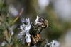 227251 – Photo : Norbert Pacorel – France (86)